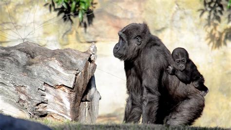 El Bebé Gorila Pepe Cumple 8 Meses En Bioparc Valencia