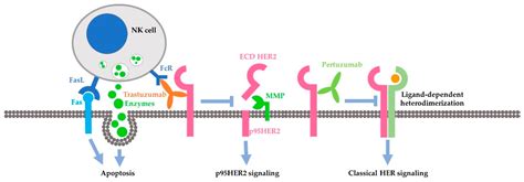Cancers Free Full Text Mechanisms Underlying The Action And