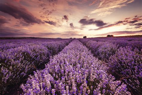 Beautiful Landscape Of Lavender Fields At Sunset Stock Photo Download
