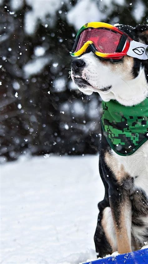 Funny Dog With Ski Goggles And Scarf Cool Dog Wallpaper Download 720x1280
