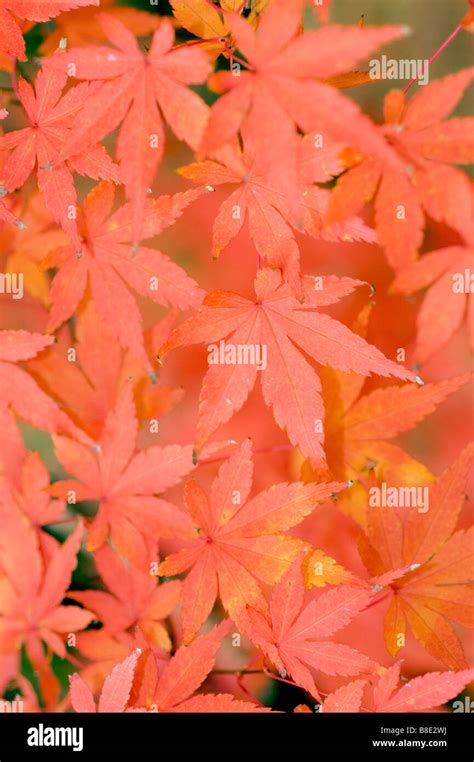 Red Autumn Leaves Foliage Of Japanese Maple Acer Palmatum Stock Photo
