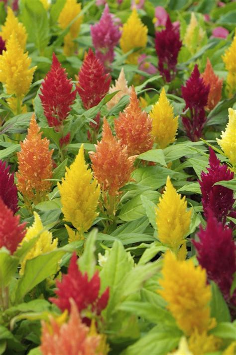 18 Fall Flowers Thatll Keep Your Yard Looking Lively All Season Long