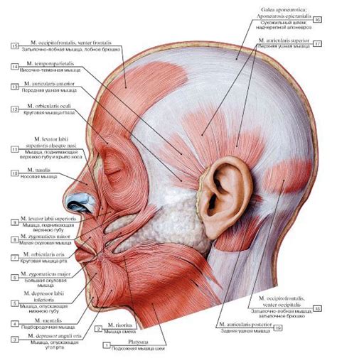 29 best images about Muscle System on Pinterest | Human anatomy