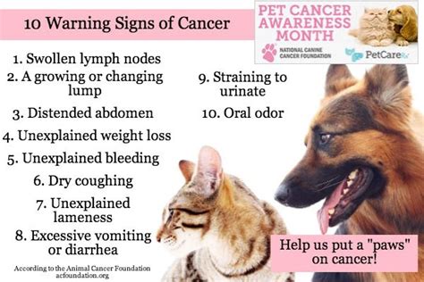 10 Warning Signs Of Cancer In Pets And What To Do Petcarerx