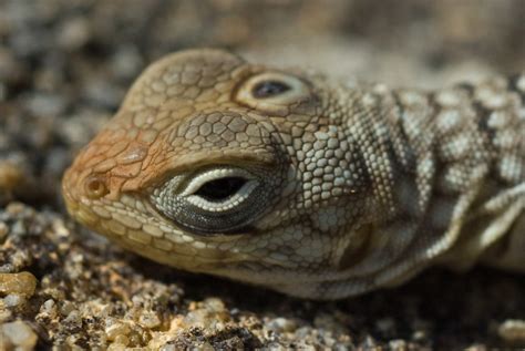 Madagascar 3 Eyed Lizard Ryan Bennett Flickr