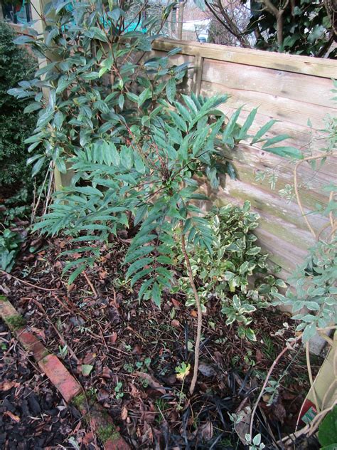 Mahonia Confusa Finished Flowering My Garden On New Years Flickr