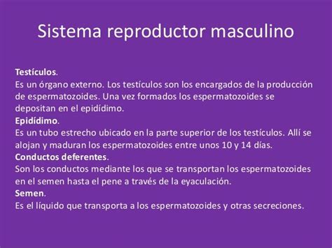 Sistema Reproductor Femenino Y Masculino