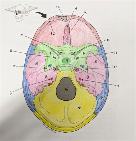 Skull Floor Of Cranium Diagram Quizlet