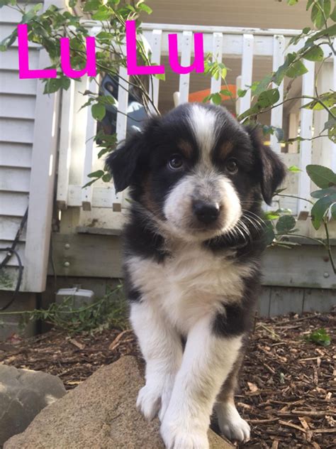 Includes details of puppies for sale from registered ankc breeders. Australian Shepherd Puppies For Sale | Mayville, MI #249113