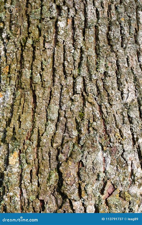 Texture Of Old Linden Tree Bark Stock Image Image Of Material