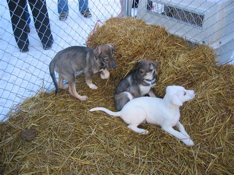 Sled Dog Puppies T Dawg Flickr