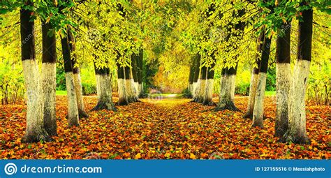 Fall Landscape Bright Fall Trees And Orange Fallen Leaves On The