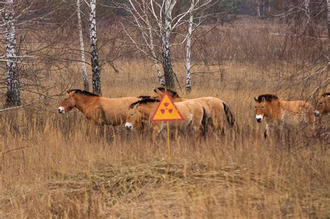 What We Know About The Chernobyl Animal Mutations