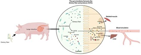 Frontiers The Interaction Between Dietary Fiber And Gut Microbiota