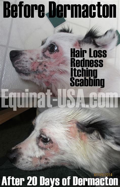Dermacton Reviews Sore Skin Dog Shampoo Itchy Dog
