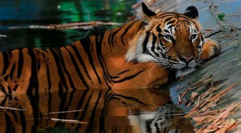 369,223 likes · 67,666 talking about this. Zoológico en NY registra 5 tigres y 3 leones infectados ...