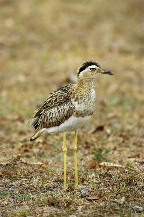 Double Striped Thick Knee Burhinus Bistriatus Adult Los Lianos In
