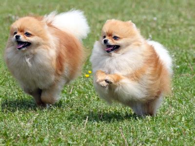 Voir plus d'idées sur le thème spitz allemand, chien, animaux. Chiots Spitz a vendre - Vente de chiots Spitz - Eleveur ...