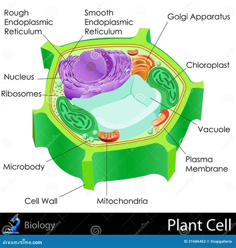 Celulas De Las Plantas