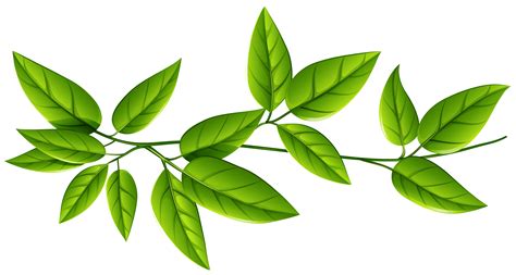 Green leaves background clipart - Clipground png image
