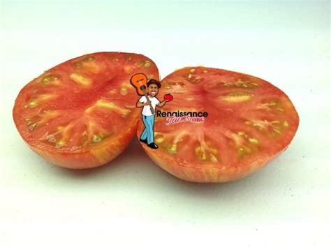 Dwarf Hannahs Prize Tomato Seeds For Sale At Renaissance Farms