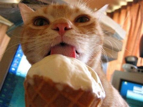 Cat Licks Ice Cream Funny Com