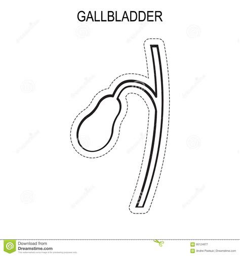Human Gallbladder Anatomy Stock Vector Illustration Of Poster 95124877