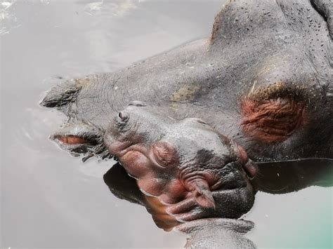 La Hipopótamo Tamba Se Convirtió En Mamá En Zacango México Desconocido