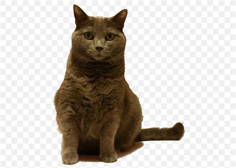 Chartreux European Shorthair British Shorthair Korat American Wirehair