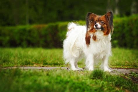 Papillon Dog Breed Information Pictures And More