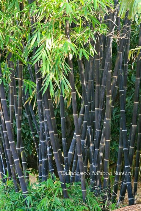 They can grow from 1 inch to 100 ft. Java Black | Bamboo plants, Bamboo landscape, Bamboo garden