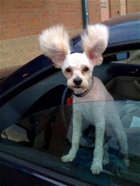 Small Dog With Big Ears Funny Animal Pictures Dump A Day