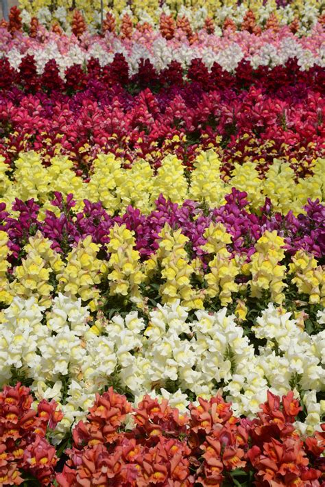 We have now placed twitpic in an archived state. Snapdragon Snapshot Mix - Waytogrowgreenhouses