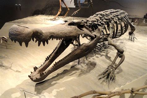 200 Million Years Of Crocodile Evolution
