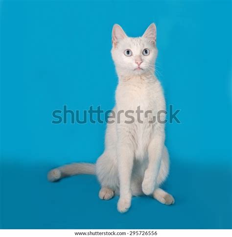 White Cat Blue Eyes Sitting On Stock Photo 295726556 Shutterstock