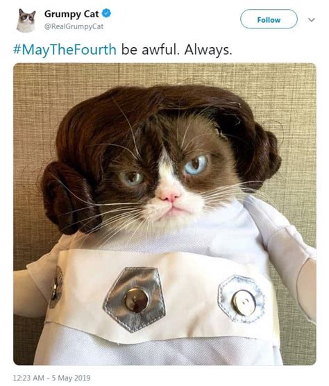 Rip Grumpy Cat Looking Back On Her Best Memes Article