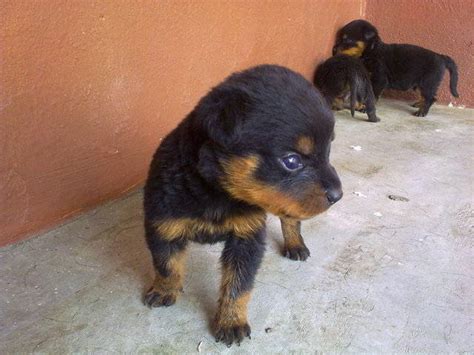 Come see our adorable selection of puppies for sale in the greater salt lake city area! Rottweiler puppies FOR SALE ADOPTION from Melaka Melaka ...