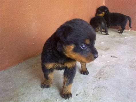 June 2021 our data for each country are based on all entries from all cities in that country. Rottweiler puppies FOR SALE ADOPTION from Melaka Melaka ...