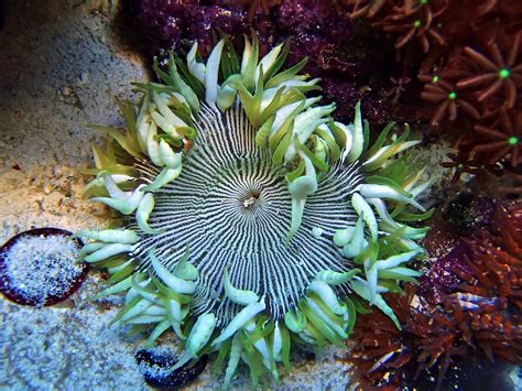 hypostatic - 2015 Featured Aquariums - Featured Aquariums ...