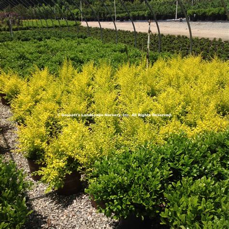 Ligustrum sinense 'sunshine' does great in warmer climates, and flourishes in full sun. Ligustrum 'Sunshine' PP#20,379 | Gossett's Landscape Nursery