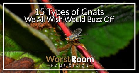 15 Types Of Gnats We All Wish Would Buzz Off Identification Guide Wr