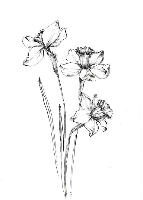 Narcissis Art Daffodil Drawings Daffodil Artwork Narcissus Daffidil