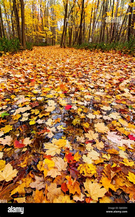 Golden Autumn Forest In Canada Stock Photo Alamy