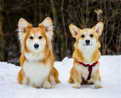 Corgi Puppies In Snow Cute Puppy Pictures