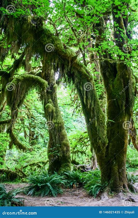 Rain Forest Green Pine Tree Woods In Mountain Rainier Stock Image