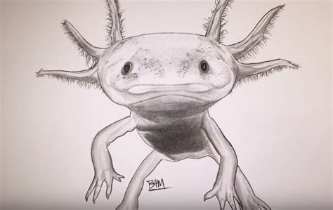 How To Draw An Axolotl Step By Step Easy With This How To Video And