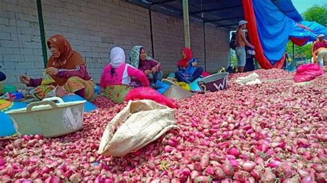 Harga gula pasir masih tinggi, tetapi harga cabai merah turun. Harga Bawang Merah Meningkat, Peniaga Menjerit | Malaysia ...