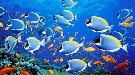 Free Download Animal Wallpaper Of A Group Of Tropical Blue Fish Hd Fish