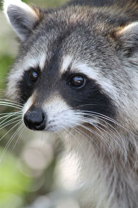 Everglades Florida Animal Species Woodland Animals Cute Raccoon