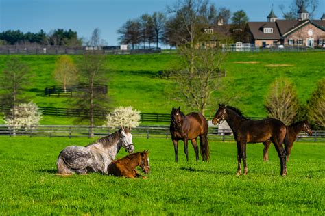Thoroughbred Horses In Pasture Winstar Farm Versailles Lexington